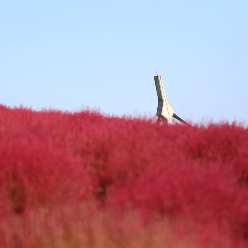 Hitachi Seaside Park